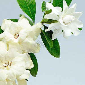 白花或角GardeniaJasminoides图片