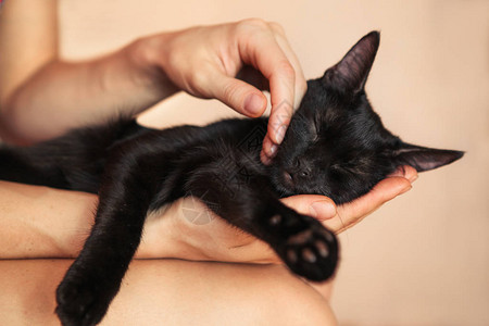 女人手抚猫头爱动物图片