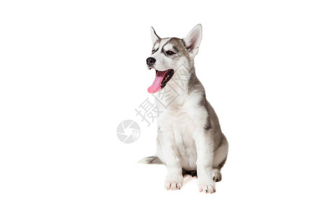 西伯利亚胡斯基小狗在白色背景中被孤立狗坐着不看相背景图片