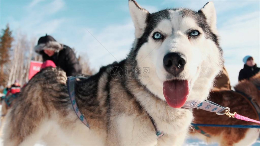 一只西伯利亚哈士奇犬在户外的画像录像高贵的雪橇犬特写肖像楚科奇哈士奇图片