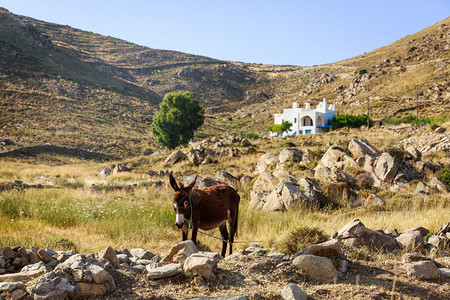 希腊帕罗斯岛希腊教堂旁的驴图片