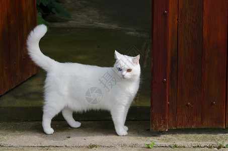 美丽的白猫有着不同颜色的眼睛图片