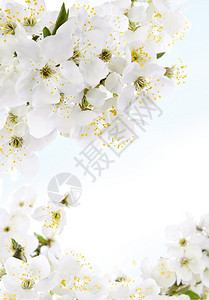 白花中的茉莉花束图片