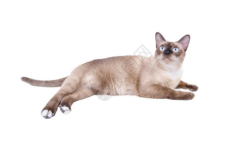 泰国猫暹罗猫在白图片
