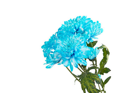 白背景上隔绝的蓝色花朵美丽的Dah图片
