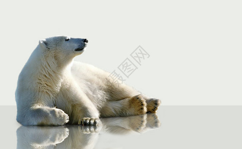 躺在冰上的白色北极熊图片