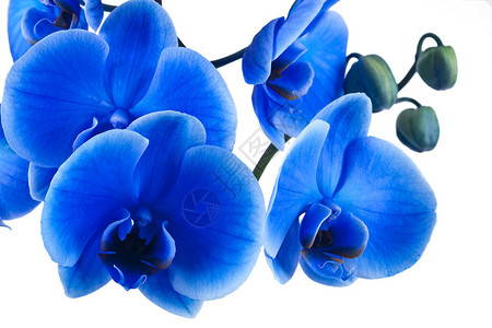 蓝色兰花的束在白色背景图片