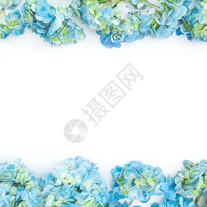 白色背景上的蓝色花朵框架图片
