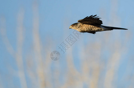 飞翔在蓝天的锋利的鹰背景图片