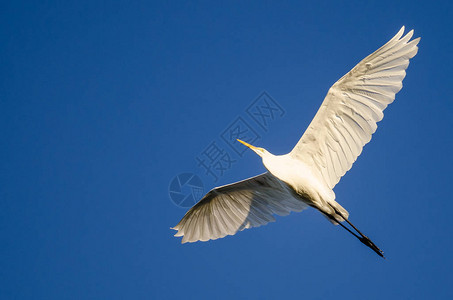 大白鹭在蓝天飞翔图片