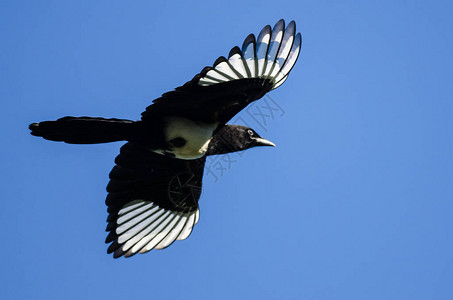蓝天飞翔的黑嘴鹊背景图片