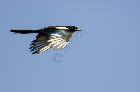 蓝天飞翔的黑嘴鹊背景图片
