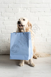叼着蓝色购物袋的可爱小狗背景图片
