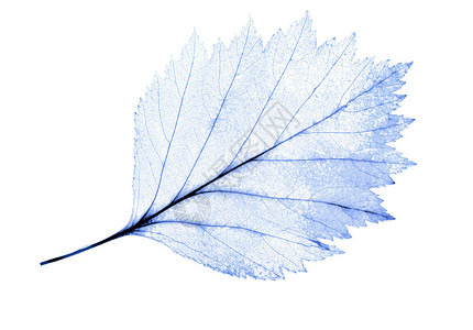 孤立在白色背景上的淡蓝色叶骨架背景图片