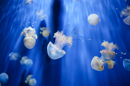 美杜莎水母族馆蓝色背景热那亚水族馆图片