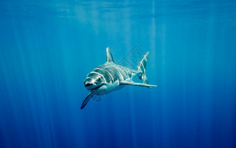在蓝色太平洋中大白鲨在照射下位于墨西哥瓜达卢佩岛图片