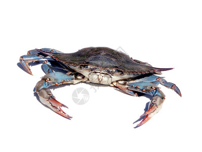 来自马里兰州切萨皮克湾的蓝蟹在白色高清图片