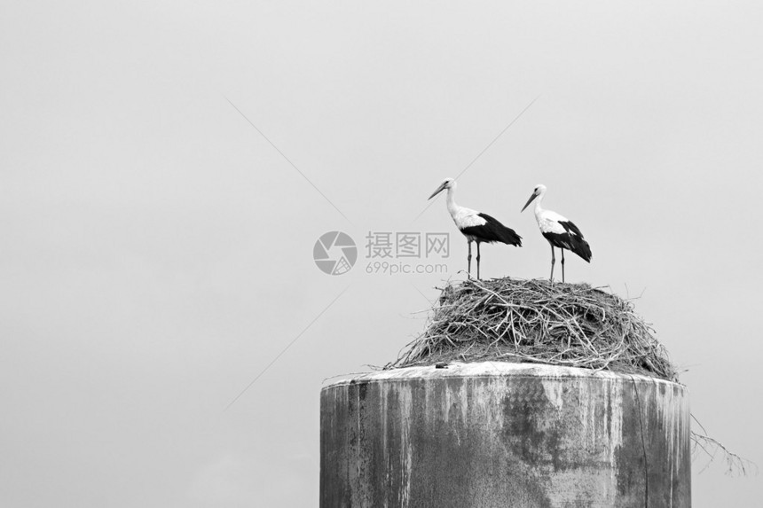 黑白照片显示两只鸟在老水塔上用干树枝的巢穴里图片