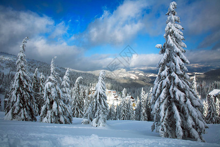 温冬的雪地风景在山丘中草原森林美背景图片