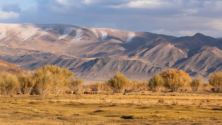西蒙古的草原和山地景观图片