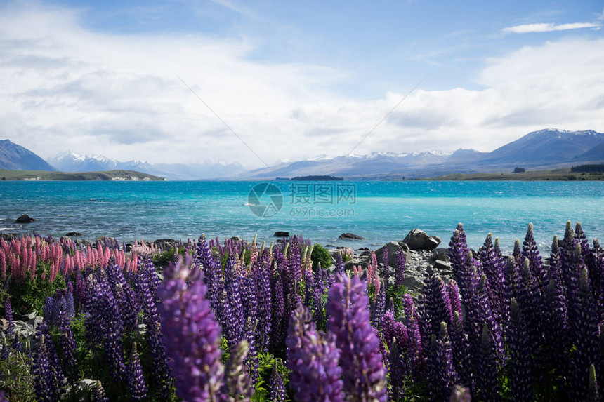 背景为紫花蓝湾的田野风景图片