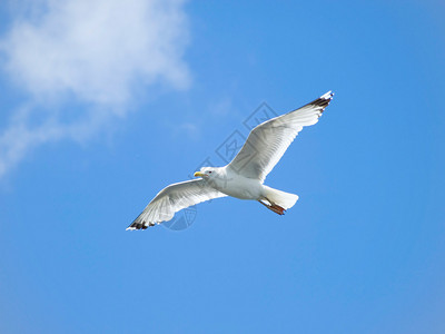 施洗一只海鸥翱翔在蓝天背景
