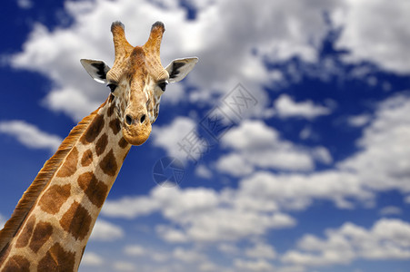 长颈鹿在蓝天白云图片