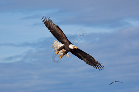 飞行中的美国白头鹰的照片图片