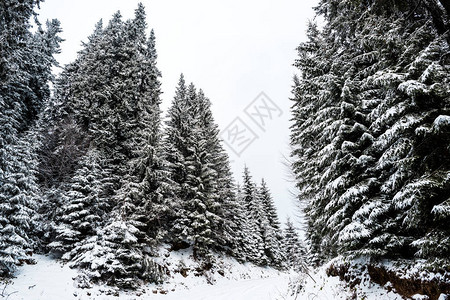 山上白雪覆盖的松树美景图片