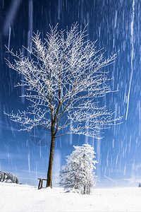 冬季景观与树和雪图片