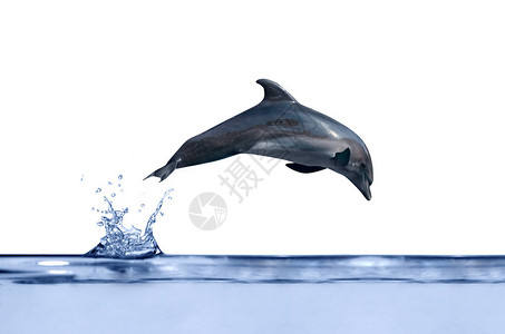 跳跃在蓝色水面上的灰色海豚图片