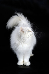 黑色背景的白色波斯猫图片