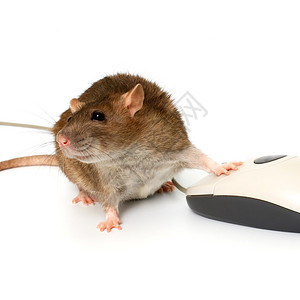 老鼠和鼠标图片