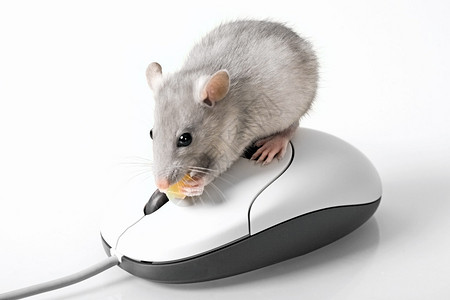 智能鼠标上方灰色鼠标的创意图像图片