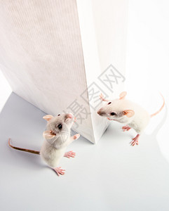 可爱的白老鼠检查一个白色袋集中图片