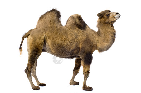白色背景前的骆驼背景图片