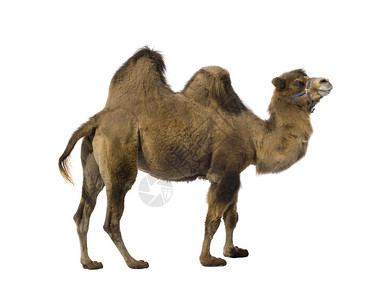 白色背景前的骆驼背景图片
