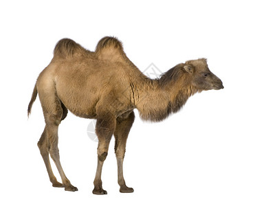 白色背景前的单峰骆驼图片