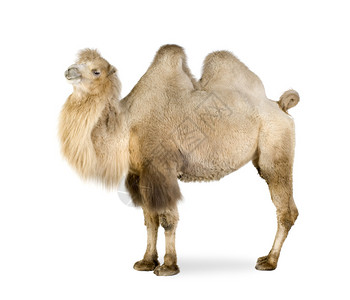 白色背景前的单峰骆驼背景图片