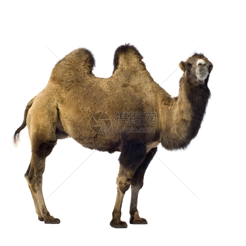 白色前的骆驼图片