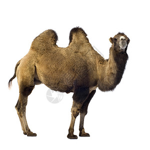白色前的骆驼图片