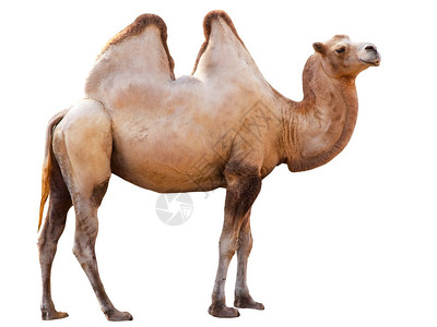 孤立在上的骆驼背景图片