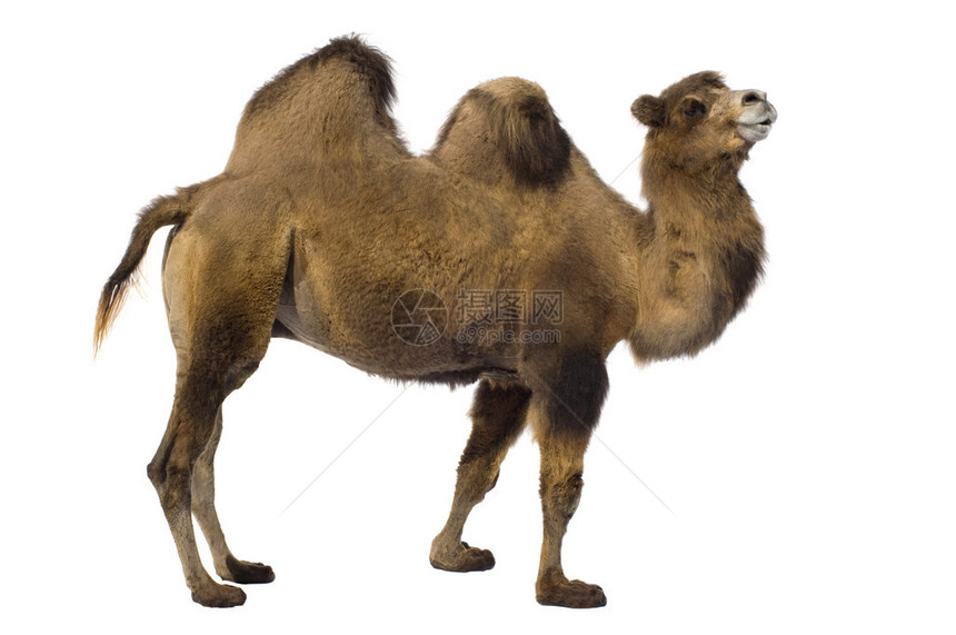 白色背景前的骆驼图片