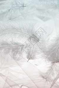 空气中的白色羽背景图片