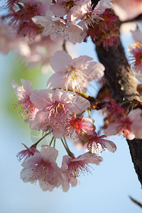 樱花图片