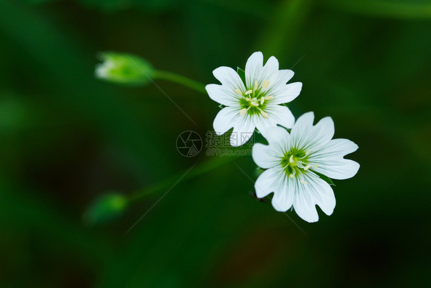 两朵小野白花图片