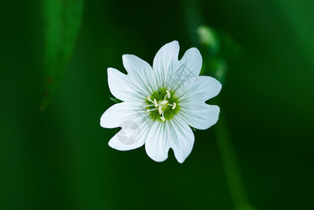 一朵小野白花图片