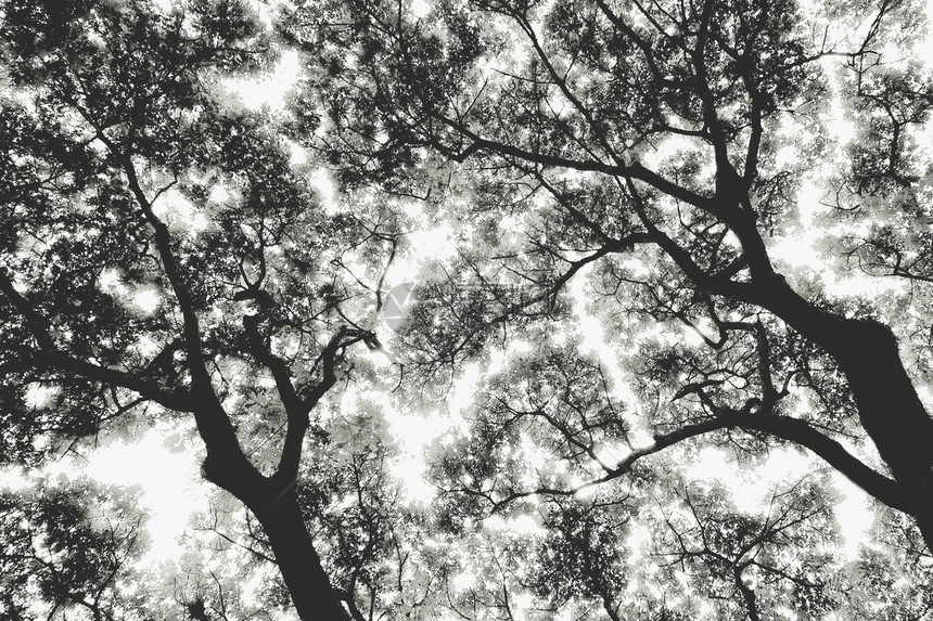 树影黑白模式图片
