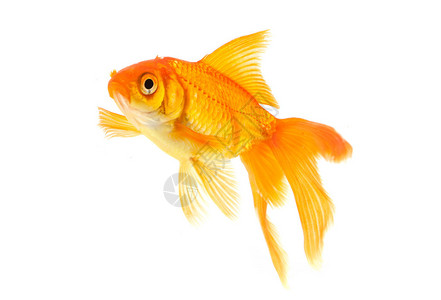 白色背景的金鱼图片