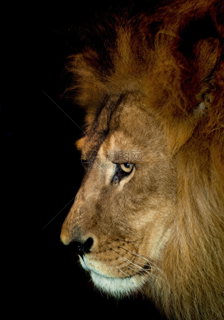 来自非洲的美丽狮子图片